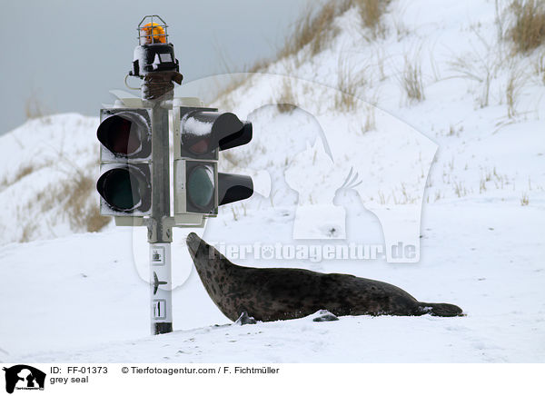 grey seal / FF-01373