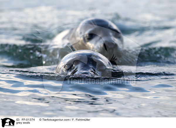 grey seals / FF-01374
