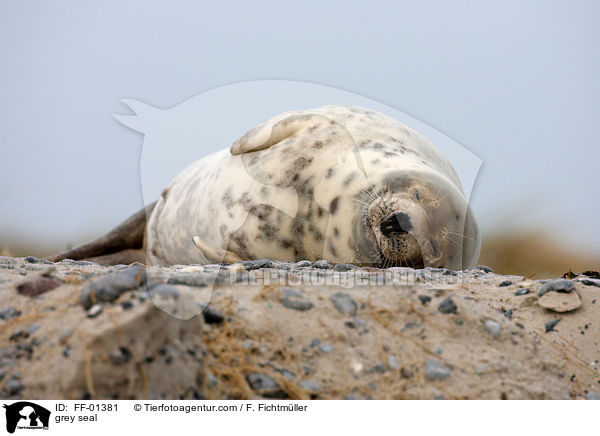 Kegelrobbe / grey seal / FF-01381