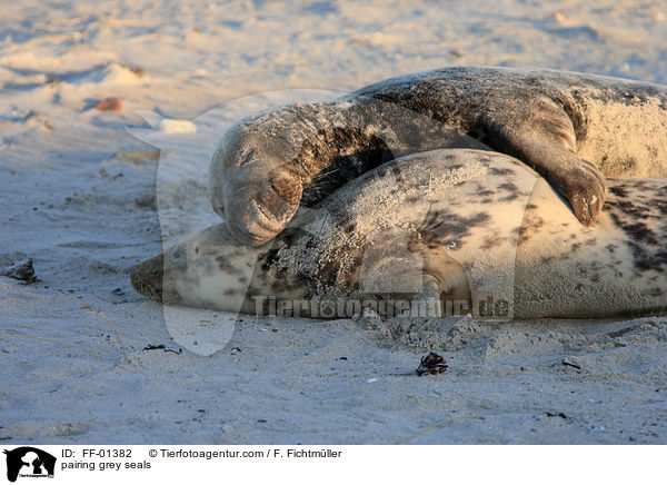 Kegelrobben bei der Paarung / pairing grey seals / FF-01382