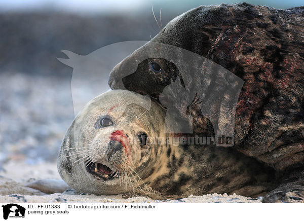 Kegelrobben bei der Paarung / pairing grey seals / FF-01383