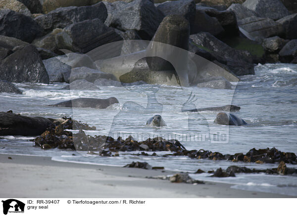 Kegelrobbe / gray seal / RR-39407