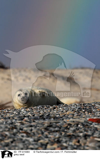 grey seal / FF-01880