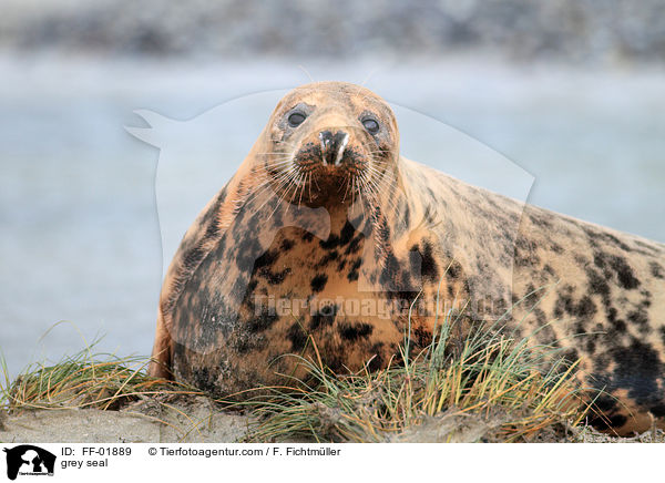 Kegelrobbe / grey seal / FF-01889