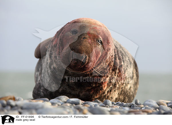Kegelrobben Bulle / male grey seal / FF-01896