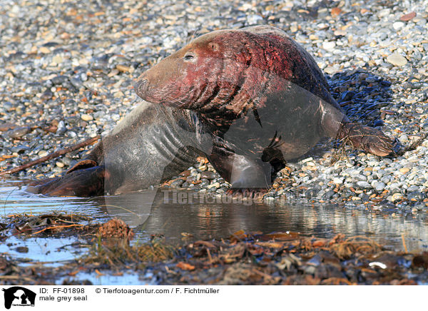 Kegelrobben Bulle / male grey seal / FF-01898