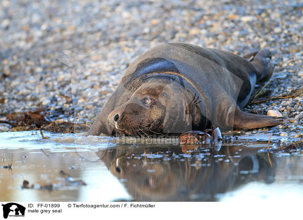 Kegelrobben Bulle / male grey seal / FF-01899