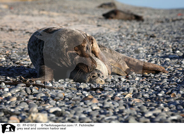 Kegelrobbe und Seehund / grey seal and common harbor seal / FF-01912