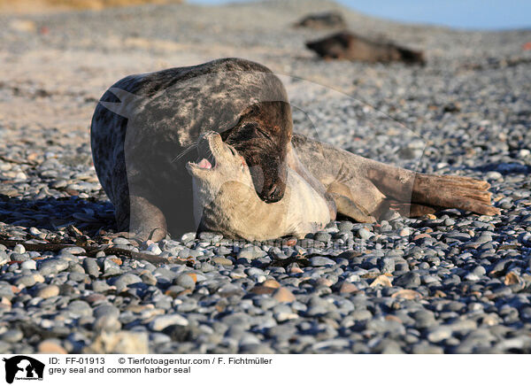 grey seal and common harbor seal / FF-01913