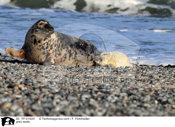 Kegelrobben / grey seals / FF-01920