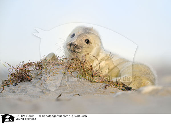 junge Kegelrobbe / young grey sea / DV-02636