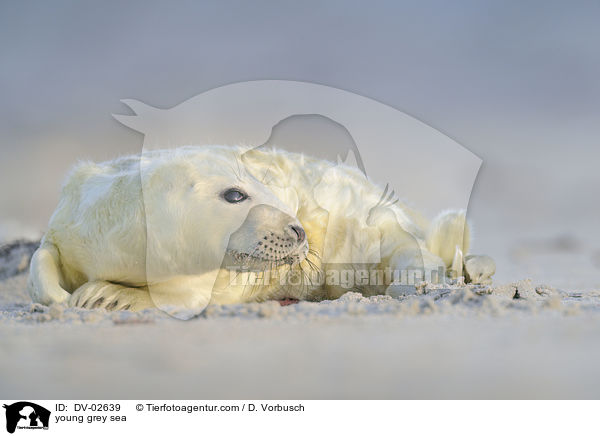 junge Kegelrobbe / young grey sea / DV-02639