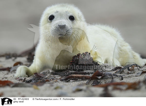 grey seal / FF-02493
