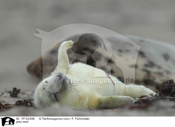 grey seal / FF-02496