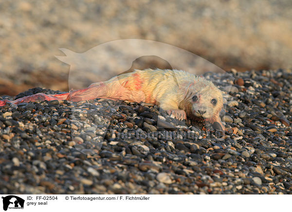 grey seal / FF-02504