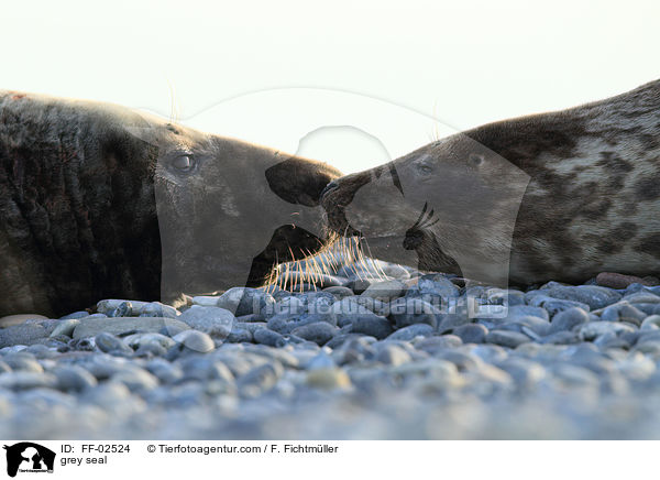 grey seal / FF-02524
