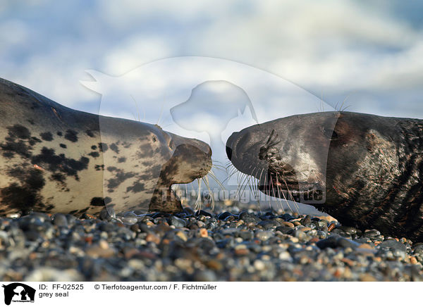 grey seal / FF-02525