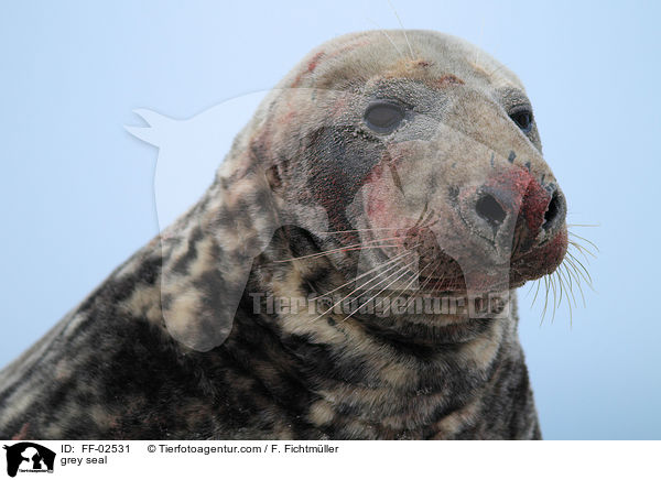 Kegelrobbe / grey seal / FF-02531