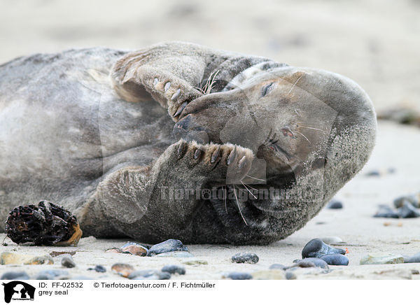 Kegelrobbe / grey seal / FF-02532