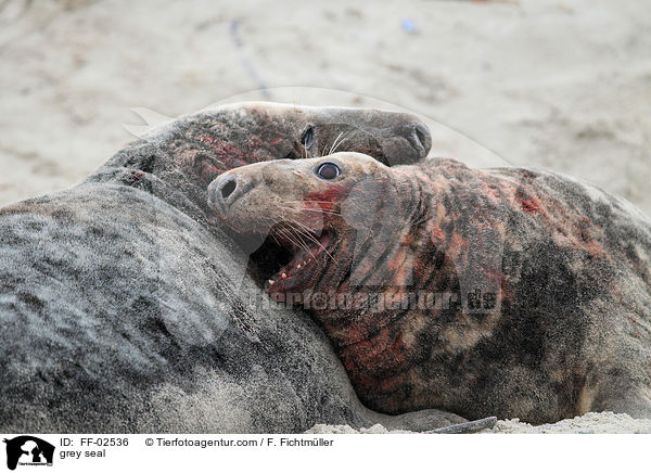 grey seal / FF-02536