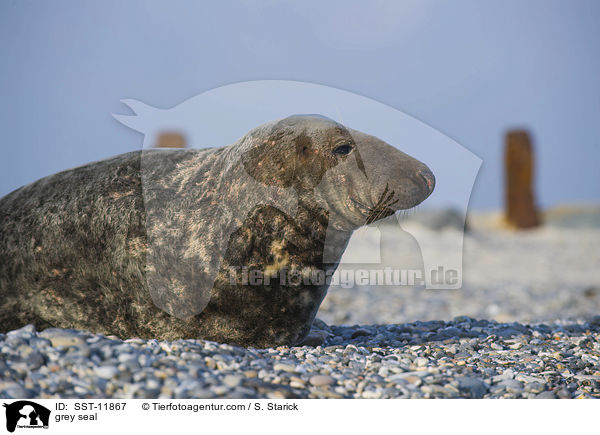 grey seal / SST-11867