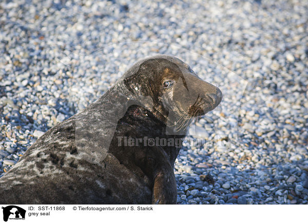 Kegelrobbe / grey seal / SST-11868