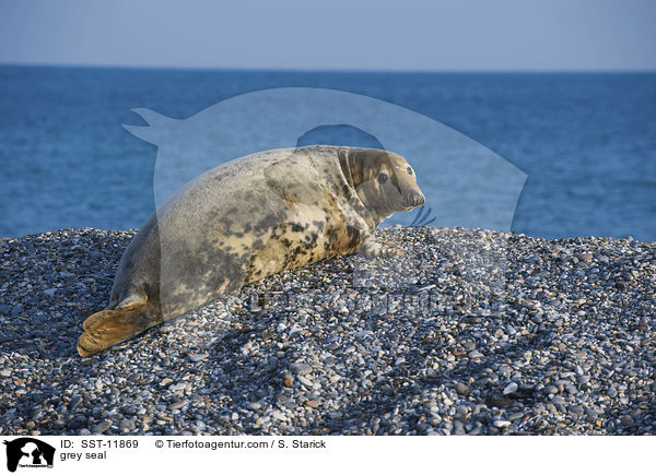 grey seal / SST-11869