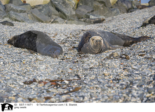 grey seals / SST-11871