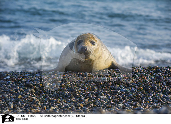 grey seal / SST-11879
