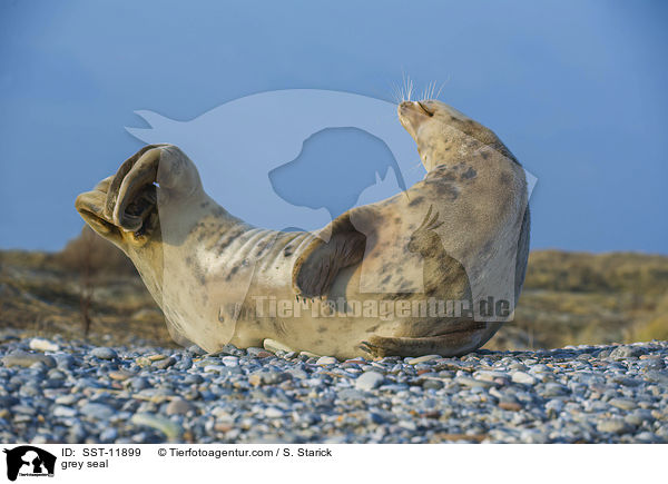 grey seal / SST-11899