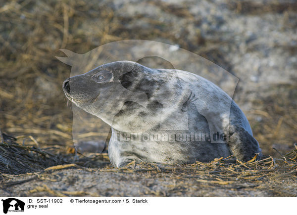 grey seal / SST-11902