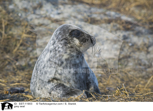 grey seal / SST-11903