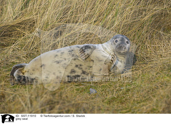grey seal / SST-11910