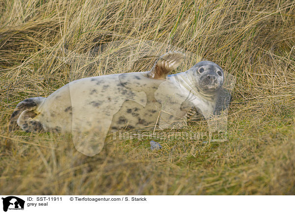Kegelrobbe / grey seal / SST-11911