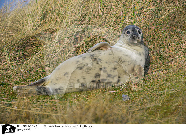 Kegelrobbe / grey seal / SST-11915