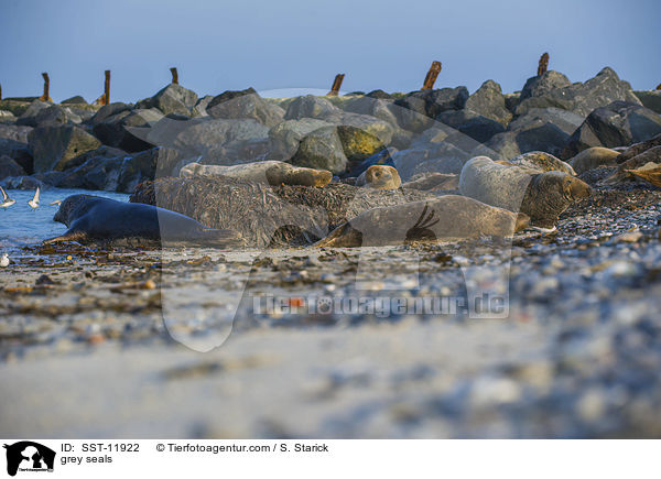 grey seals / SST-11922