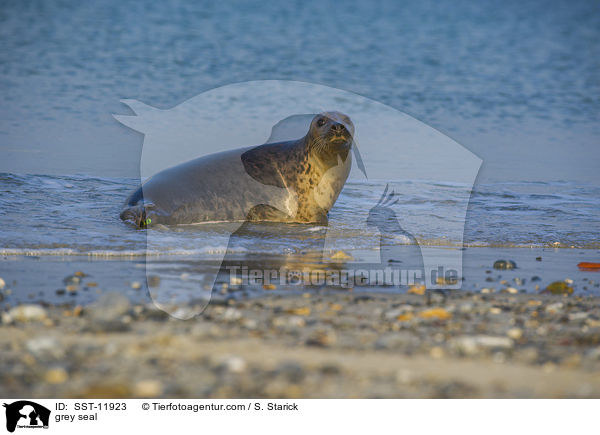 grey seal / SST-11923