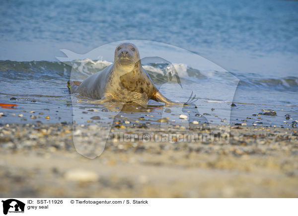 Kegelrobbe / grey seal / SST-11926