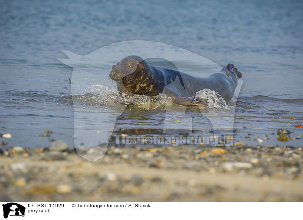 Kegelrobbe / grey seal / SST-11929