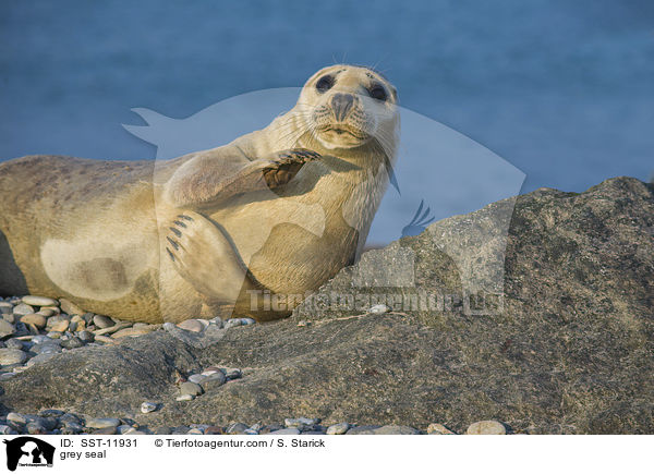 grey seal / SST-11931