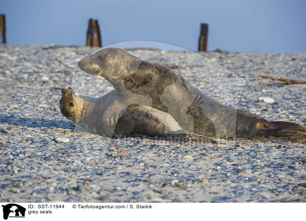 grey seals / SST-11944