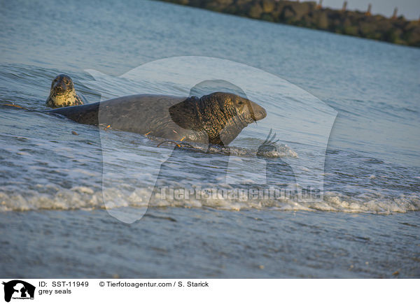 grey seals / SST-11949
