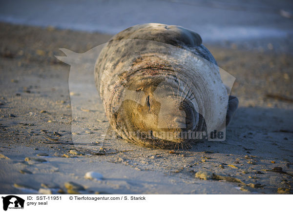 grey seal / SST-11951