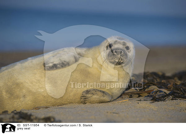 grey seal / SST-11954