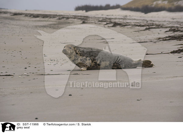 grey seal / SST-11966