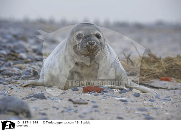 grey seal / SST-11974