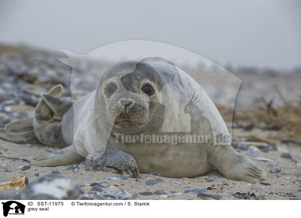 grey seal / SST-11975