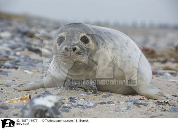 Kegelrobbe / grey seal / SST-11977