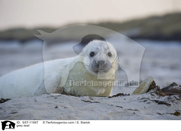 Kegelrobbe / grey seal / SST-11997