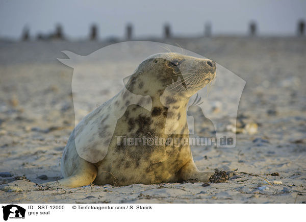 grey seal / SST-12000